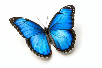 Fototapeta premium Vibrant blue morpho butterfly isolated on white background. Perfect for nature, beauty, or transformation themes.