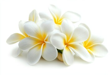 Fototapeta premium Tropical Flower. Frangipani (Plumeria) Hawaiian Blossom Isolated on White Background