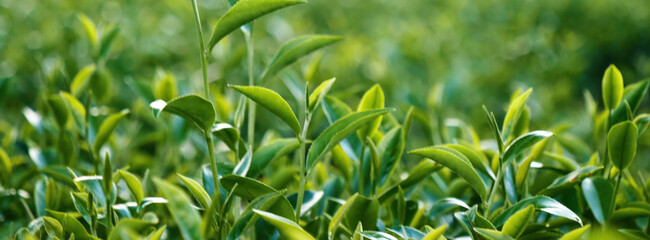Banner Green tea tree leaves camellia sinensis organic farm sunlight. Panorama Fresh young tender bud herbal farm in morning. Banner Sunlight Green tea tree plant. Wide Green Tea Tree with copy space