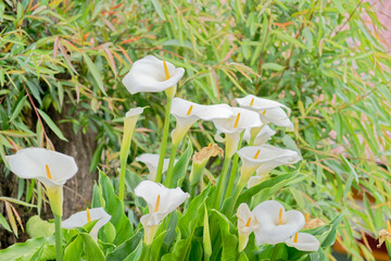 Zantedeschia
