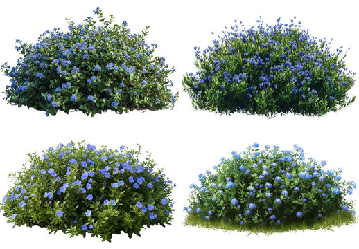 Blue blossom shrub is full of life and beauty, vibrant garden element
