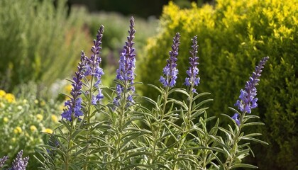 Obraz premium Tiny purple flower in garden 1