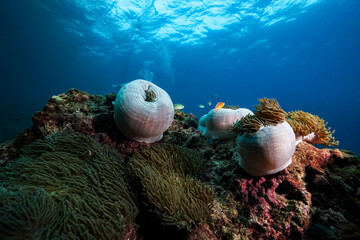 coral reef