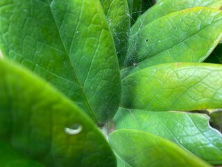 Spider web in Zamioculcas flower in the garden