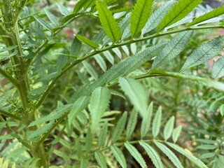 Marigold flower leaves in the garden isolated on green background