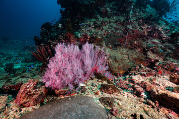 coral reef in the ocean