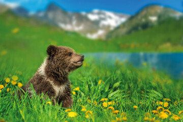 Bear cub on the summer meadow. Ursus arctos in grass with yellow flowers on mountain and lake background