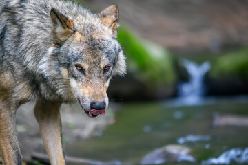 Gray wolf, Canis lupus, in the summer light, in the forest