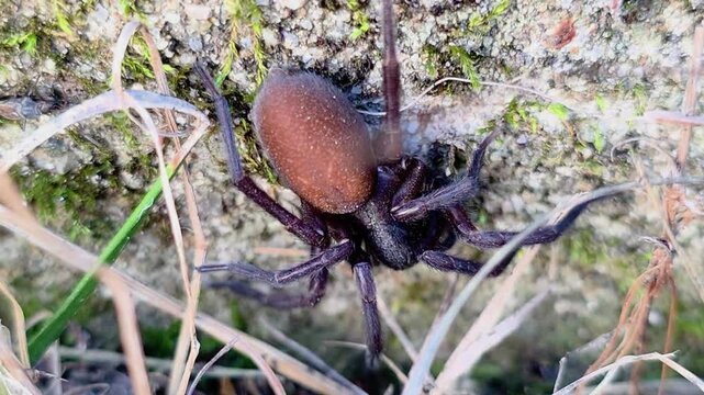 한국,곤충,깔때기거미,암컷,거미기거미,암컷,거미,Korea, Spiders, Insects