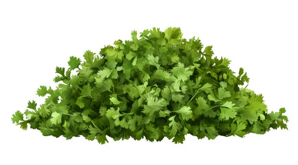 Obraz premium Fresh cilantro looks inviting and vibrant, perfect for adding zest