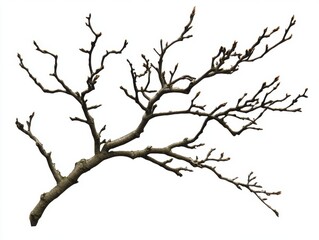 Tree branch with buds isolated on white background for spring design and seasonal decoration