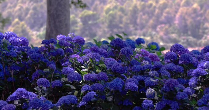 wide shot of a dense cluster of vibrant blue-purple flowers (likely hydrangeas) in Provence, France, with a blurred background of trees and hills.