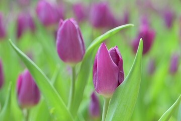 Close-up of a purple tulip in bloom, surrounded by green leaves and blurred tulips in the background, creating a soft and colorful springtime scene.