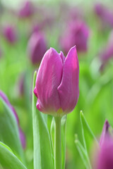 Close-up of a purple tulip in bloom, surrounded by green leaves and blurred tulips in the background, creating a soft and colorful springtime scene.