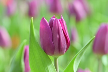 Close-up of a purple tulip in bloom, surrounded by green leaves and blurred tulips in the background, creating a soft and colorful springtime scene.