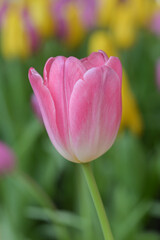 Naklejka premium Close-up of a pink tulip in bloom, surrounded by green leaves and blurred tulips in the background, creating a soft and colorful springtime scene.