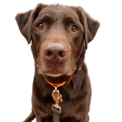 Fototapeta premium Chocolate Labrador with a Weathered Gaze..