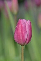 Close-up of a pink tulip in bloom, surrounded by green leaves and blurred tulips in the background, creating a soft and colorful springtime scene.