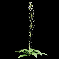 Tall plant with white flowers on a black background.