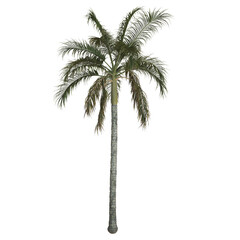 Obraz premium Tall palm tree against a white background