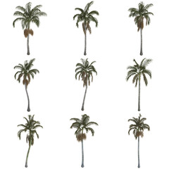 Nine palm trees isolated on a white background