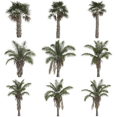 Fototapeta premium Variety of palm trees on white background