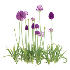Obraz premium Tall purple allium flowers on white background.