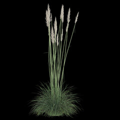 Fototapeta premium Elegant pampas grass on a dark background