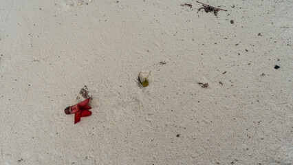 A fallen fading Bombax ceiba flower on the sand. The bright red petals are wilting. Top view. Lower-left corner of the screen. Philippines.