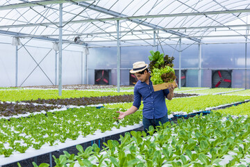 Asian local farmer growing their own green oak salad lettuce in the greenhouse using hydroponics water system organic approach for family business and picking some for sale