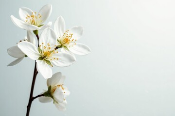 Delicate white flower blossoms against pure white backdrop, element, close-up, bright