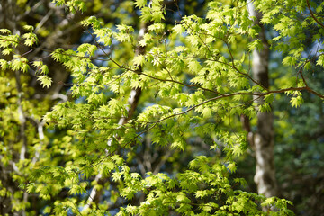 新緑　爽やか　森林浴