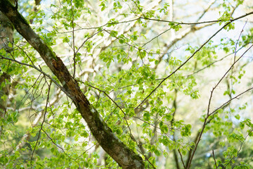 森林浴　リラックス