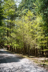 爽やかな新緑　森林浴