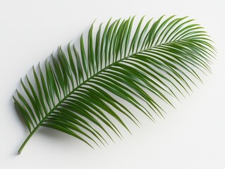 Obraz premium Lush palm leaf against a bright background. A single, vibrant green palm frond stands out. Perfectly angled and sharply focused