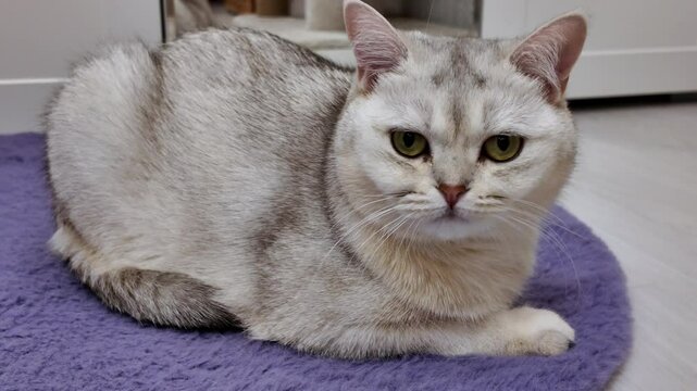 Fluffy cat resting on a soft surface in a cozy indoor setting during daytime