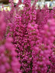 Vibrant pink heather flowers in bloom, captured with shallow depth of field