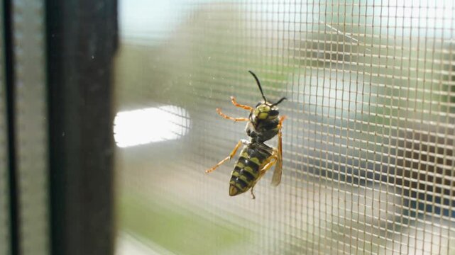 Wasp crawling on the window and trying to get inside, close-up, slow motion