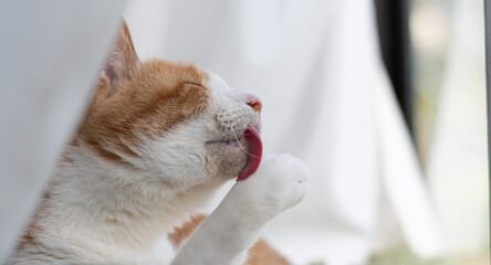 窓辺で毛繕いをする可愛い猫　茶トラ白	