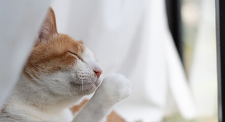 窓辺で毛繕いをする可愛い猫　茶トラ白	