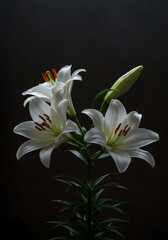 Fototapeta premium Elegant white lilies blooming on a dark background, creating a minimalist and sophisticated design.