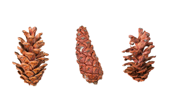 Dried pinecones are exotic in appearance, aesthetically valuable as decoration, a symbol of eternity in culture, a source of nutritious seeds, and a witness to the natural cycle from growth to decay.