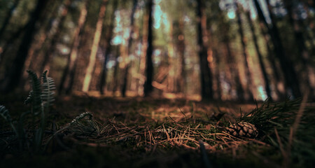 forest floor in dark © avtk