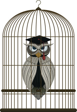 owl bird cartoon illustration vector animal rooster farm nature drawing art happy cage poultry character design funny fowl cute birds feather beak