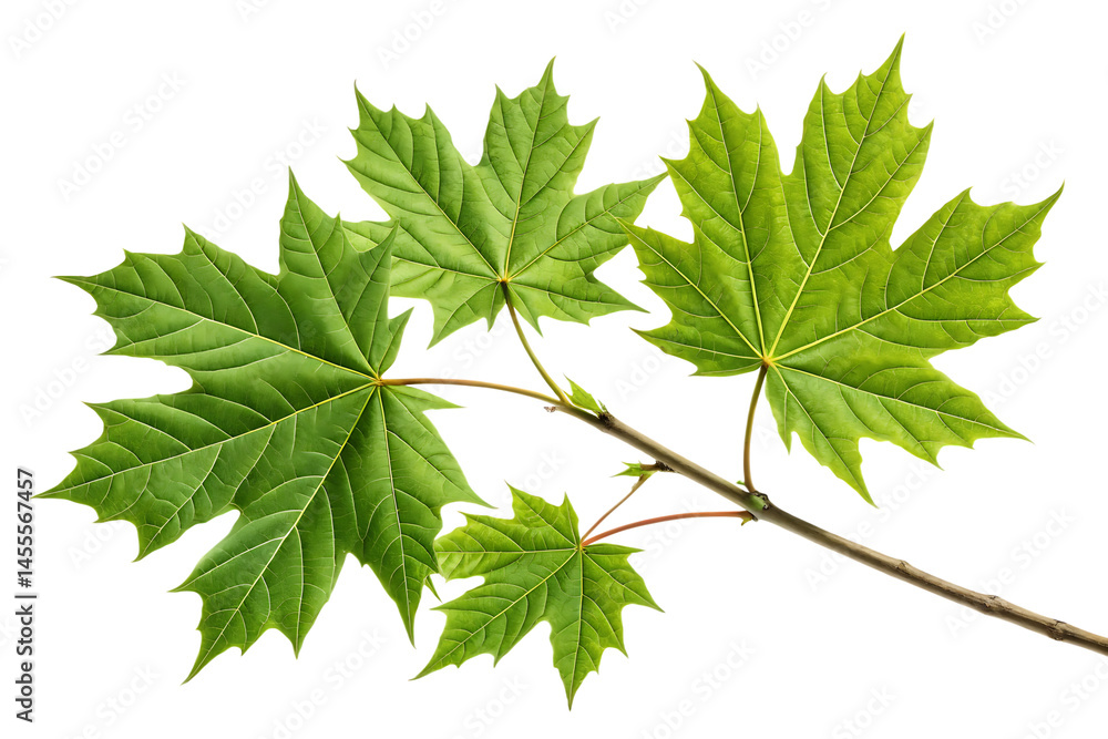 Wall mural a close up shot of a maple branch with three vibrant green leaves against a black background image