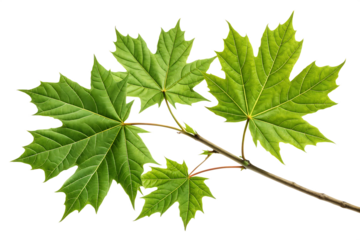 A close up shot of a maple branch with three vibrant green leaves against a black background image