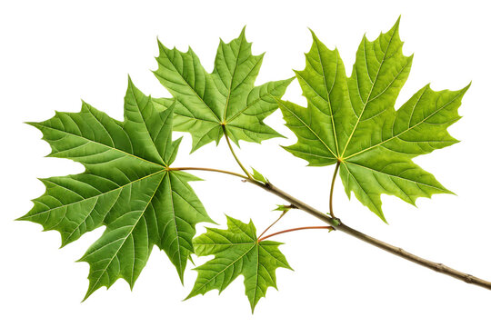 A close up shot of a maple branch with three vibrant green leaves against a black background image
