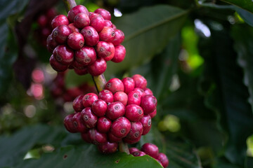 Ripe coffee on the vine