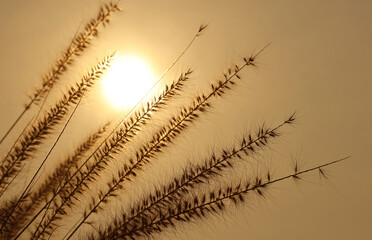 Silhouette of grass flowers against the bright sun