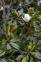 Full white magnolia tree with flower, buds, and dense foliage